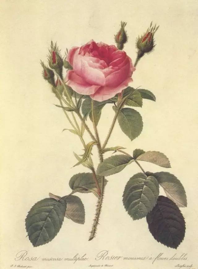 比利时画家雷杜德 | 一生只为画花