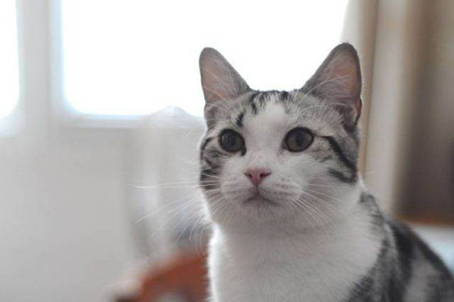 猫老蹲沙盆滴尿怎么办,猫咪尿几滴在猫砂盆上