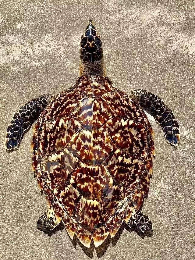 玳瑁本身只是一种甲壳漂亮的海龟,属于国家二级保护动物,别称很多