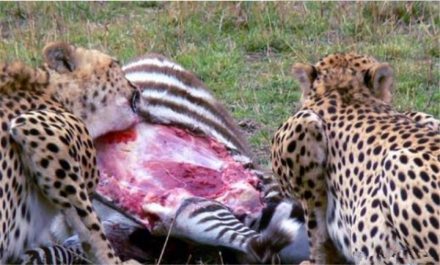 豹子活吃斑马,想不到斑马复活还攻击它们,猎豹只能出其下策