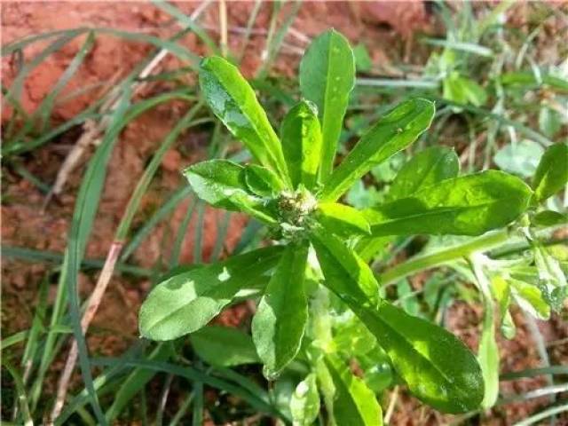 【匙叶鼠麴草】 菊科,鼠麴草属.常见于篱园或耕地上,耐旱性强.