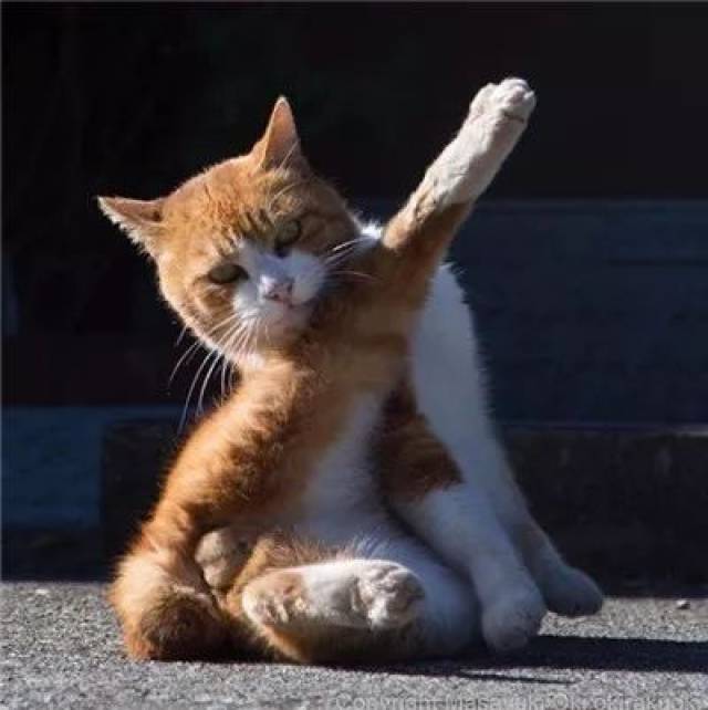 他为野生喵星人拍摄了一组写真,看似崩坏的mao照,却让