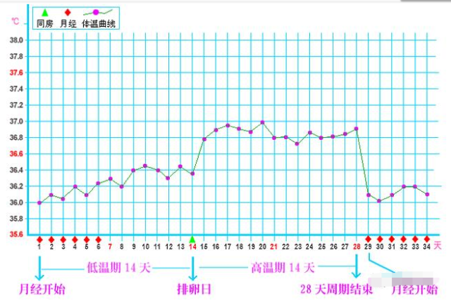 一支温度计测排卵,准确测定排卵状态,精确到每一天