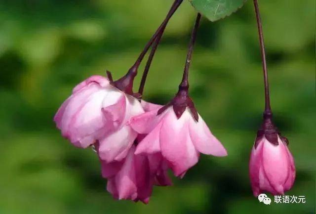 芒果花,榴莲花.吃了这么多水果,你见过它开花的样子吗?