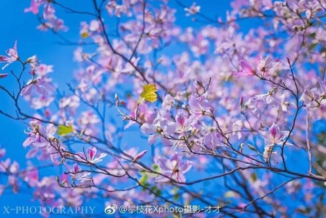 来攀枝花看"花花世界"吧!_手机搜狐网