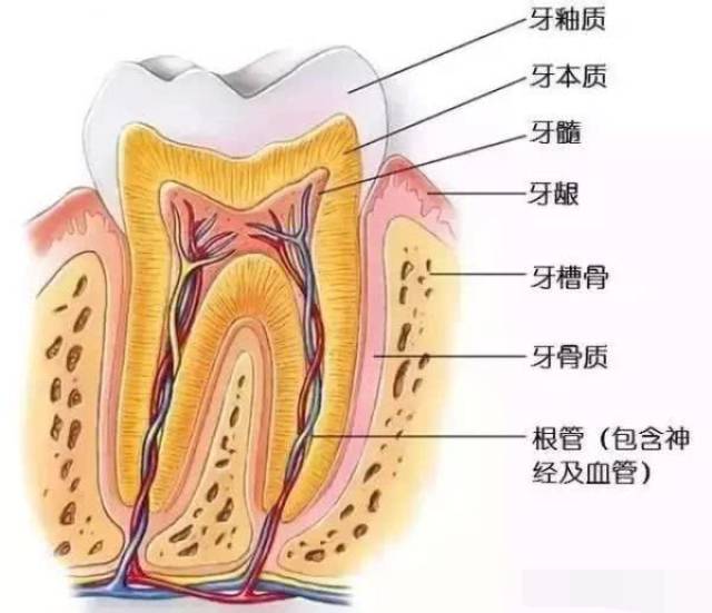 下面就给大 家介绍一下到底什么是根管治疗术.