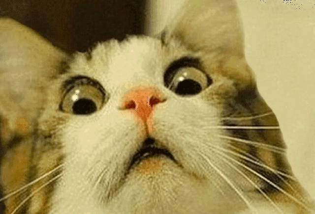 猫咪的蛋蛋也太可爱了吧!