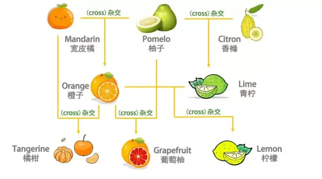 橘子的英文到底怎么说?