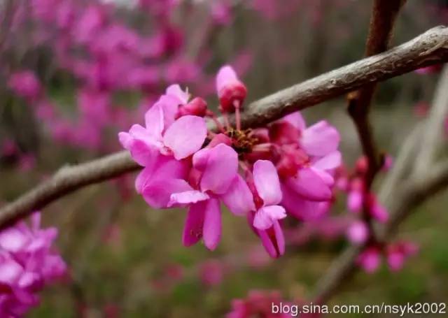 我国常见先花后叶植物集锦(附图)