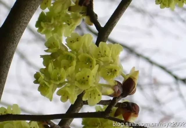 我国常见先花后叶植物集锦(附图)