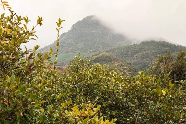 刘东的老家上方镇位于杭州和衢州的交界处,是典型的丘陵地带,多山,少