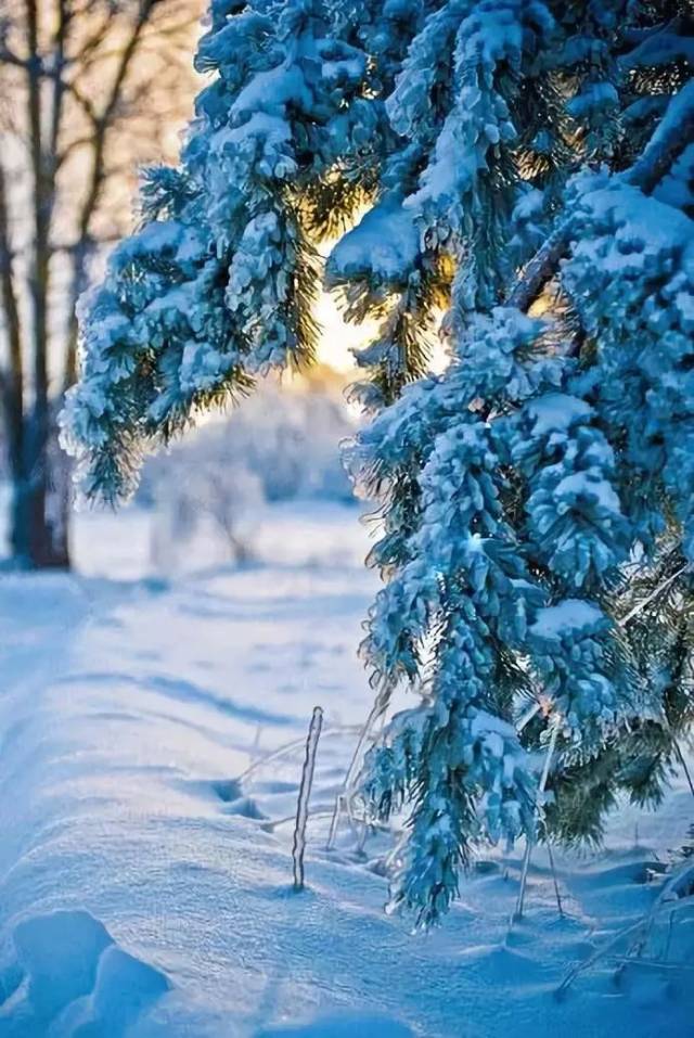 【美图】最近多地已经下雪,一起欣赏一下雪景吧 实在太美了