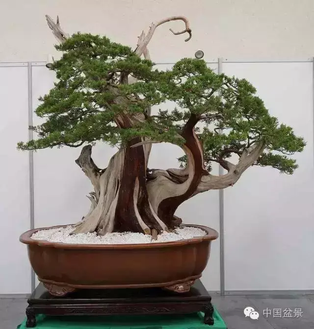 "屹苑春柏" 真柏 高170cm 曹志振藏品 荣获第四届唐风盆景展三等