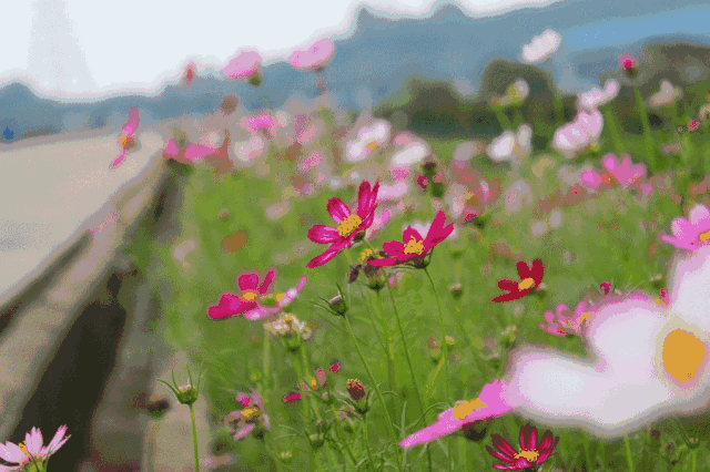 壁纸 花 桌面 640_426 gif 动态图 动图