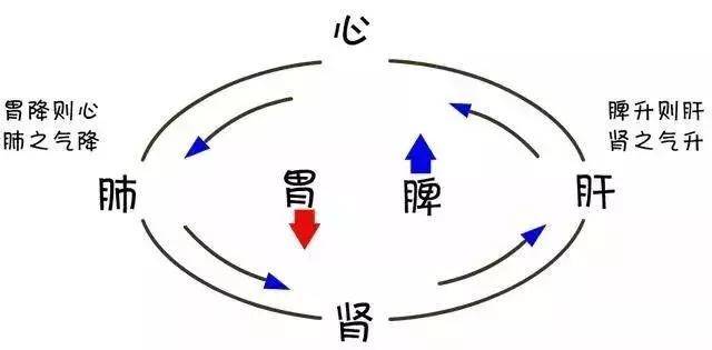 脾气升则肾肝之气升,胃气降则心肺之气降.
