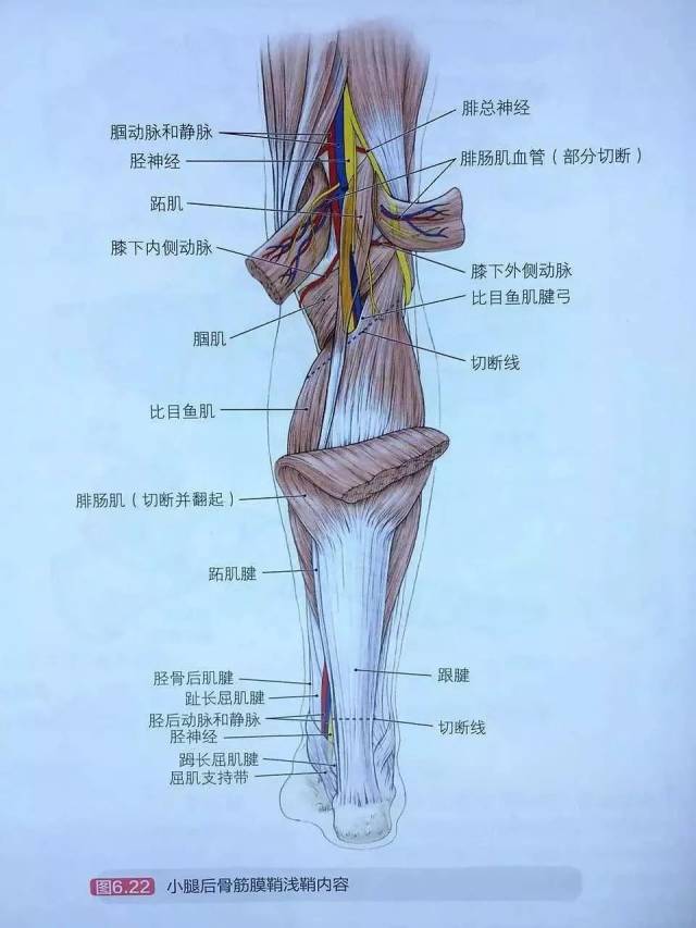 解剖顺序如下:复习小腿后区浅静脉和皮神经.