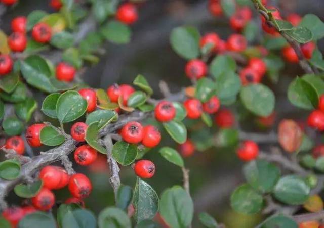 水栒子 cotoneaster multiflorus bge.