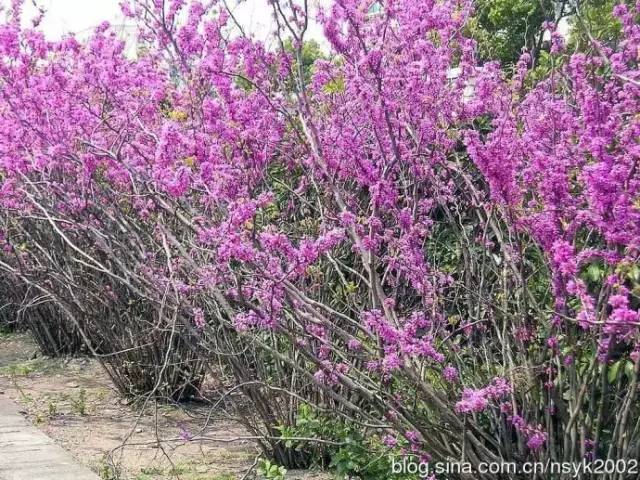 我国常见先花后叶植物集锦(附图)