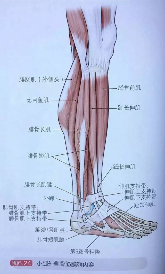 小腿外侧骨筋膜鞘内有2块肌肉:腓骨长肌和腓骨短肌.