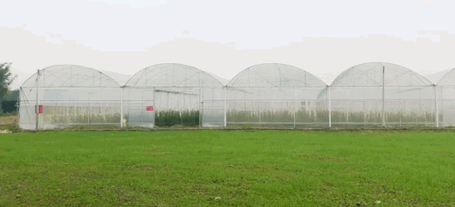 『马岳永源农业生态基地』,一进去远远就能看到一排排 温室大棚,里面