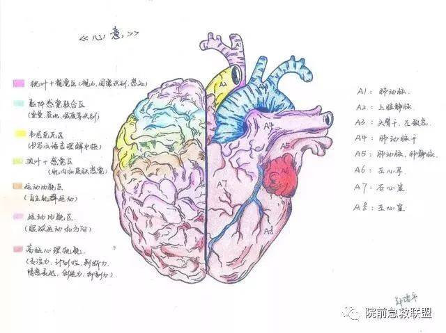 中南医学生解剖学手绘图走红,网友:被学医耽误的"灵魂画手"