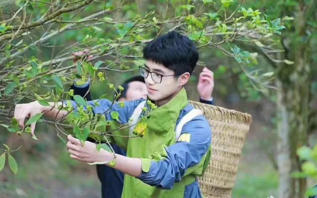 刷屏啦!影星刘昊然到富宁爬八角树的视频刷爆朋友圈,他还做了···(视频)