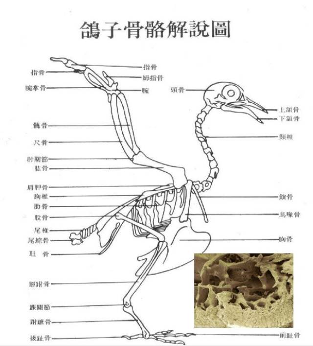 "水性杨花"的鸳鸯,那些鲜为人知的鸟类秘密