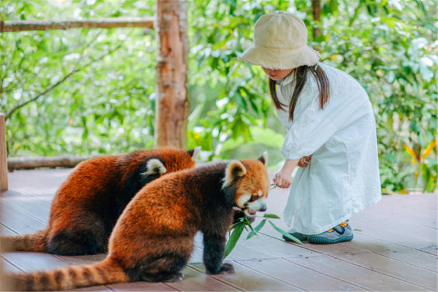 小熊猫庄园好,去了小熊猫庄园,感觉比西双版纳都好玩,可多住一个晚上.