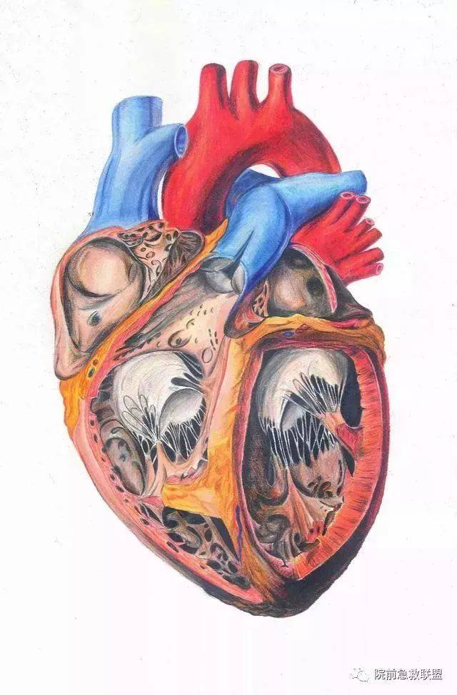 中南医学生解剖学手绘图走红,网友:被学医耽误的"灵魂画手"