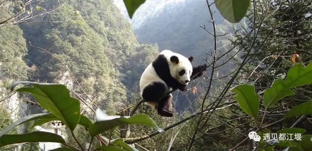 知名的大熊猫研究机构,五个国家级自然保护区和两个国家级森林公园