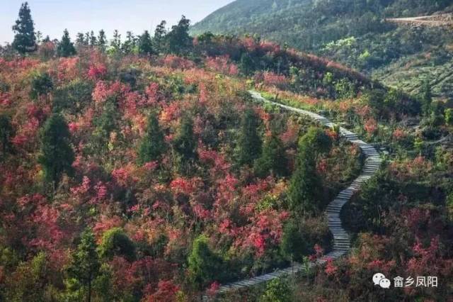 凤阳畲族乡是位于苍南县鹤顶山北麓的小畲乡,全乡畲族人口占总人口52