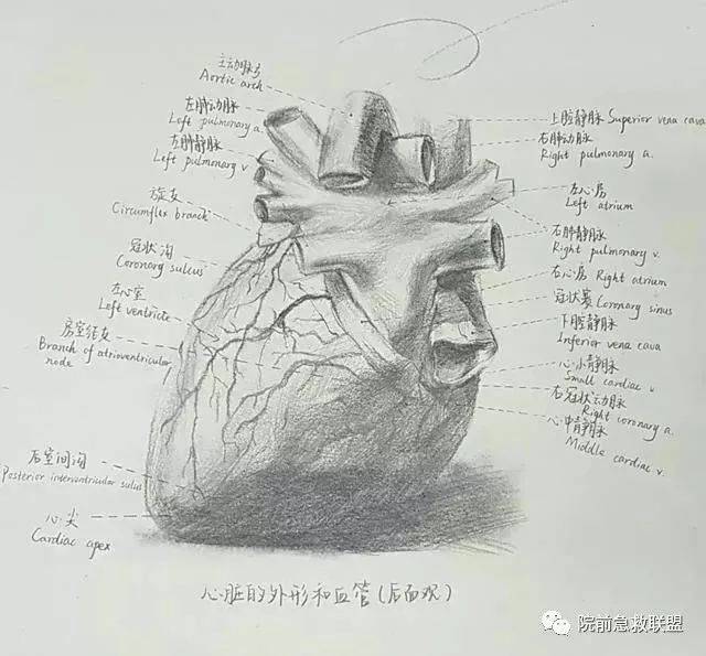 中南医学生解剖学手绘图走红,网友:被学医耽误的"灵魂