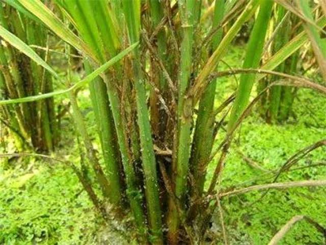 其中,小麦赤霉病,水稻"两迁"害虫,棉铃虫重发风险高;二化螟,水稻