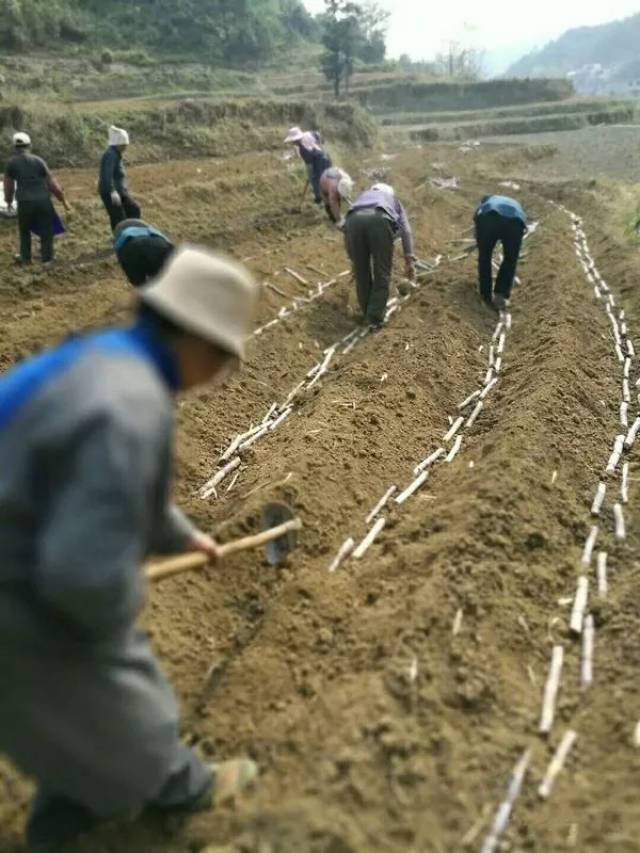 选到地里,土地提前请人把地翻好开好垄,按序把砍好的甘蔗排放到地垄中