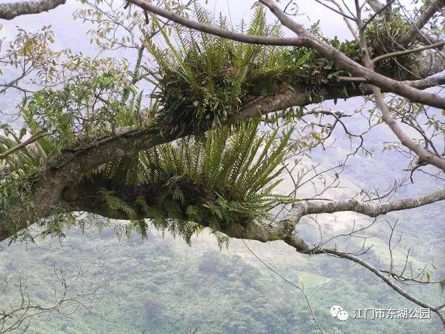 盘点|自然界中,那些有趣的植物现象