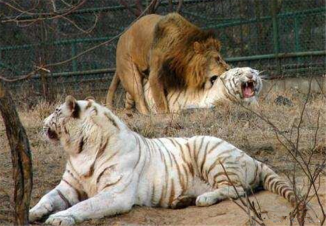 这个季节是动物交配的季节,疯狂的狮王正在那里撕咬的老虎,号称能够一
