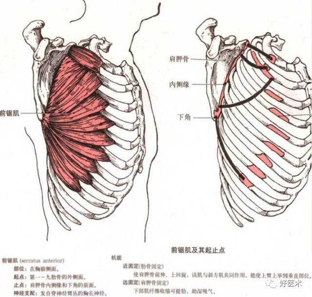 两个头,长头以长腱起自肩胛骨盂上结节,通过肩关节囊,经结节间沟下降