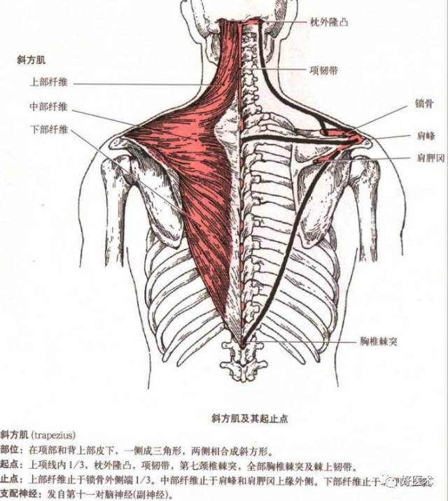 作用:屈肘关节;当前臂处于旋前位时,能使其旋后.