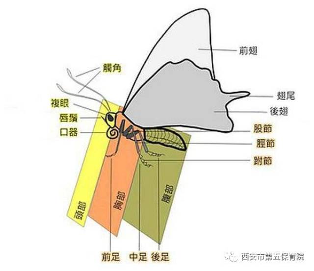 【宝贝日记】美丽的蝴蝶—苹果三班宝贝活动