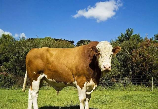 西门塔尔牛起源于瑞士,不是纯种肉牛,而是乳制品和肉制品兼用.