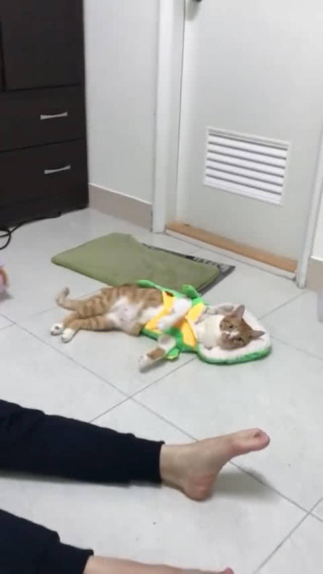 主人用袜子捂住猫脸,猫的反应让人笑喷,网友:看着是被熏倒的