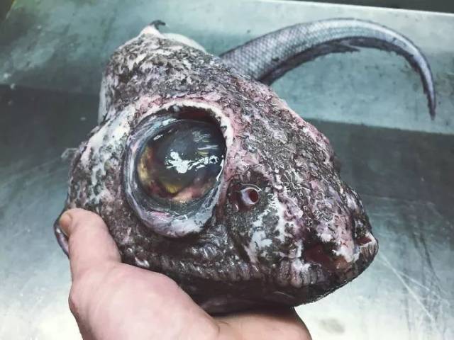 深海里有什么恐怖生物?瑟瑟发抖