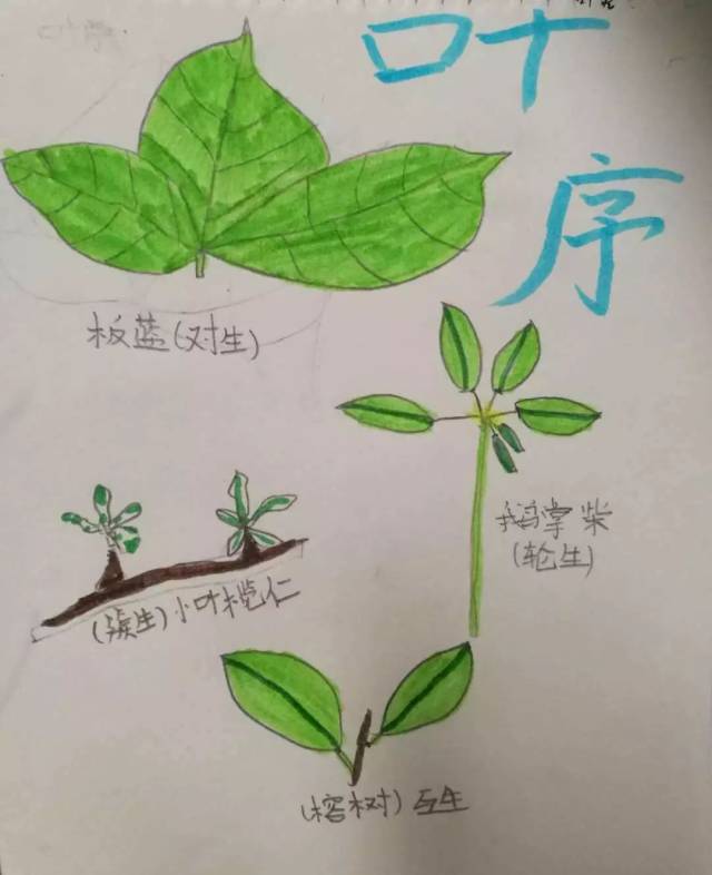 自然笔记"融入校本课程,在每周二下午第二节进行活动,指导学生科学的