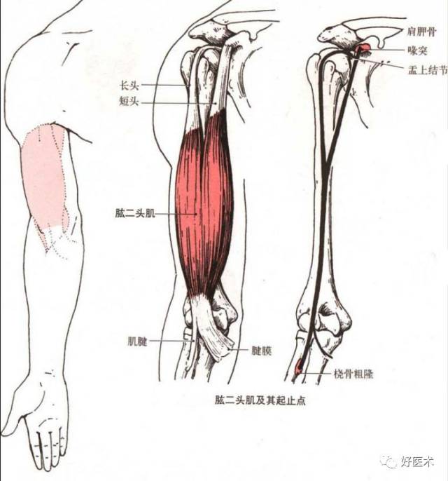 长头以长腱起自肩胛骨盂上结节,通过肩关节囊,经结节间沟下降;短头在