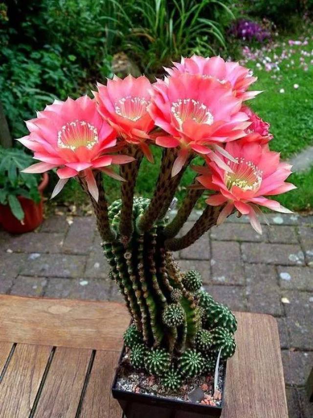 奇花之王!百年难得一见!