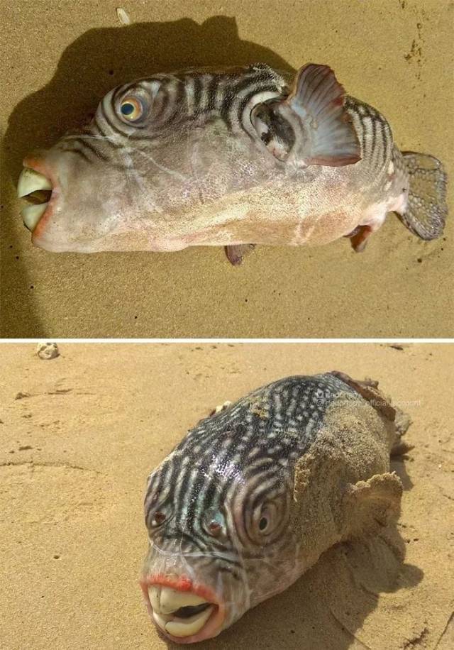 深海里有什么恐怖生物?瑟瑟发抖
