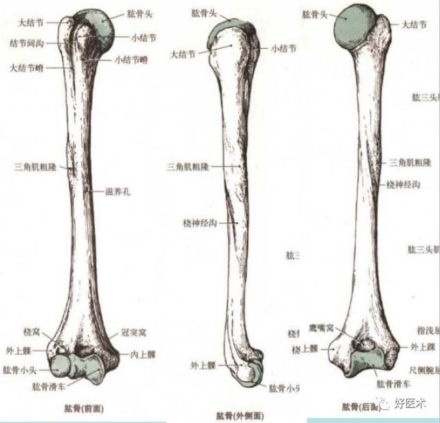 最全肩关节解剖及查体方法汇总,速收藏!