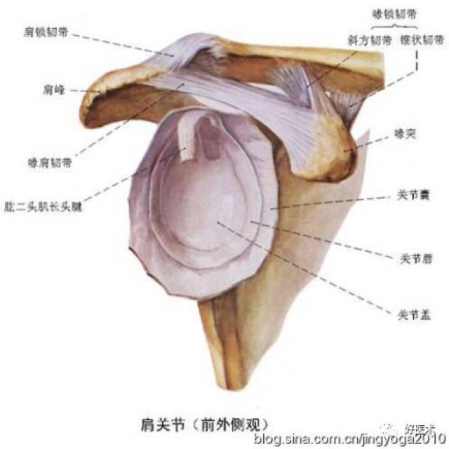 最全肩关节解剖及查体方法汇总,速收藏!