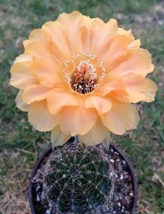 奇花之王!百年难得一见!
