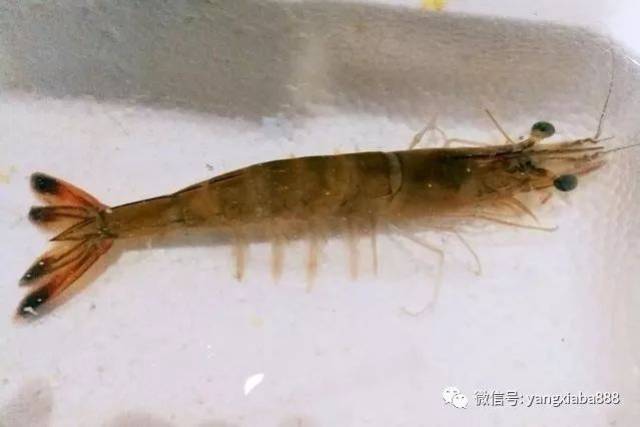 水产行情 | 活大虾50元一只,皮皮虾30元一斤,冬季海鲜量少,价高!